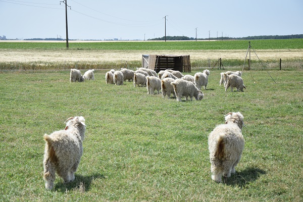 Aire de ferme Feularde